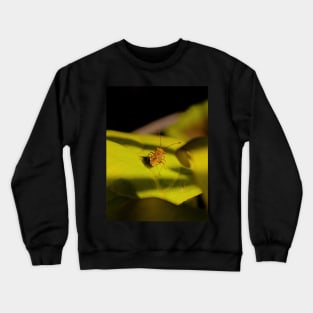 Beetle on a leaf Crewneck Sweatshirt